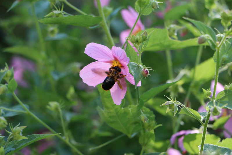 A bee covered in pollen visits a pink flower during the 2019 Great Georgia Pollinator Census