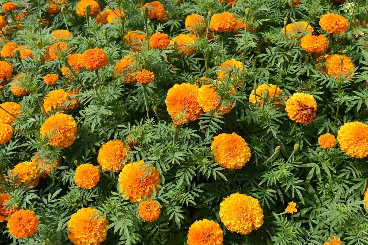 Upcoming open houses at the UGA Trial Gardens offers a sneak peek at this year's trial varieties. Pictured is the ‘Sumati Orange’ Marigold from AmeriSeed, the 2021 Classic City Awards Grand Finale Award winner. 