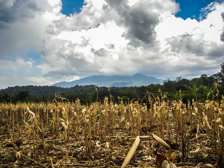 Using added inorganic fertilizer may not be worth the financial risk for smallholder maize farmers in sub-Saharan Africa, such as this small maize farm in Tanzania. 