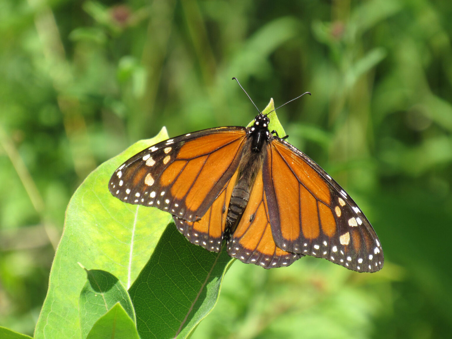 A monarch butterfly rests on a leaf in Nova Scotia, Canada. (Photo courtesy of Pat Davis)
