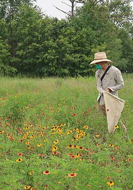Jason Schmidt, associate professor of entomology, inspects the Carter Farms solar site for pollinators and other beneficial insects.