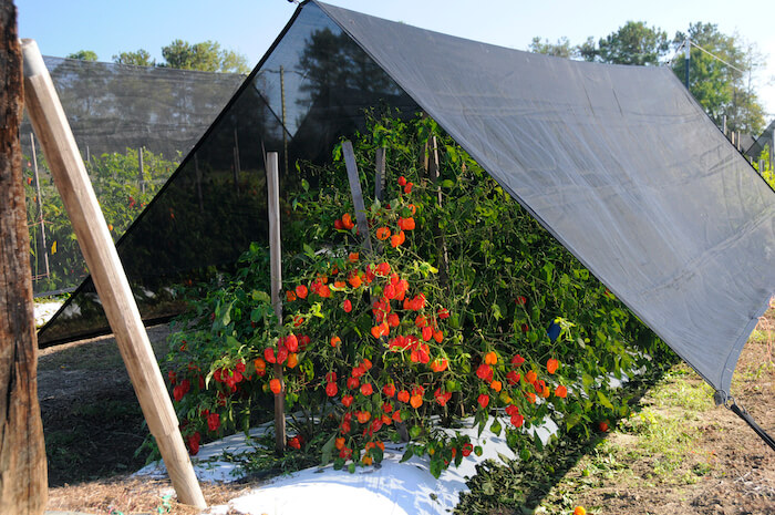 Habanero peppers grown under a shade net with plastic mulch at the horticulture farm at UGA-Tifton.