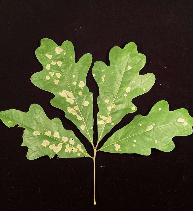 solitary oak leafminer damage