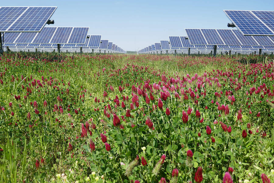 A field of red clover surrounded by solar panels on Carter Farms in Plains, Georgia