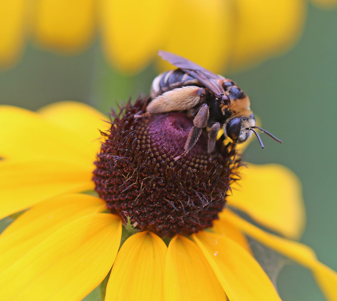 Close-up of a native bee on a blackeyed Susan bloom
