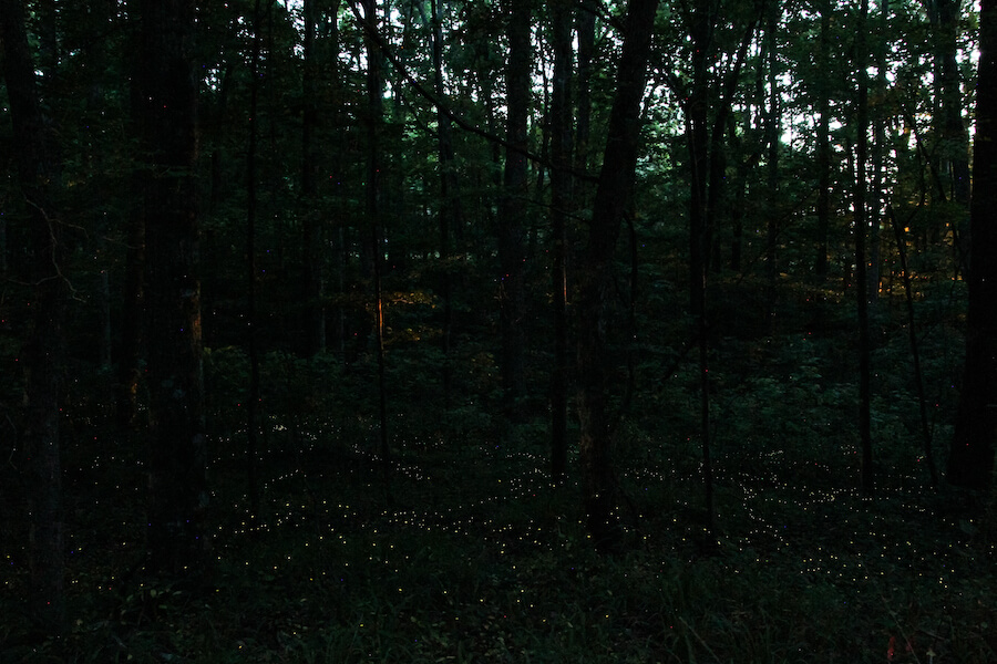 The snappy sync firefly blinks in unison near the forest floor in north Georgia