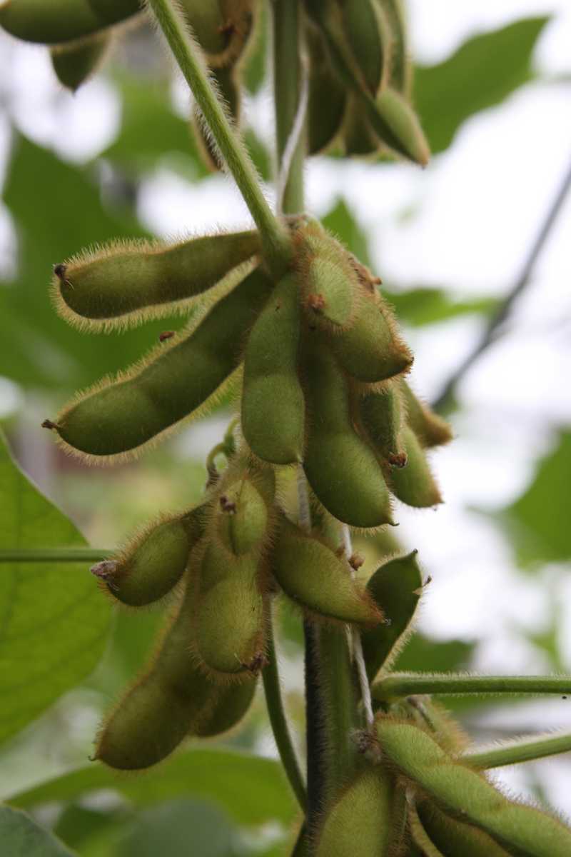 Soybeans grow on a plant at a UGA lab in Athens. Soybean farmers will soon have a smart phone app to help know when to irrigate their crop.