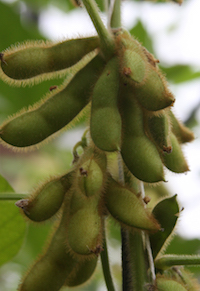 Soybeans grow on a plant at a UGA lab in Athens.