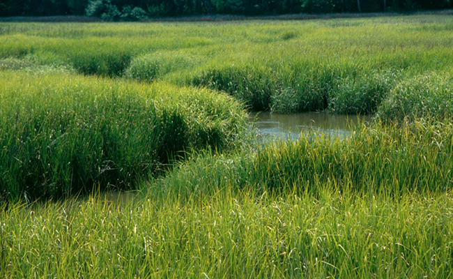 New interdisciplinary pilot program explores funding salt marsh preservation and recovery