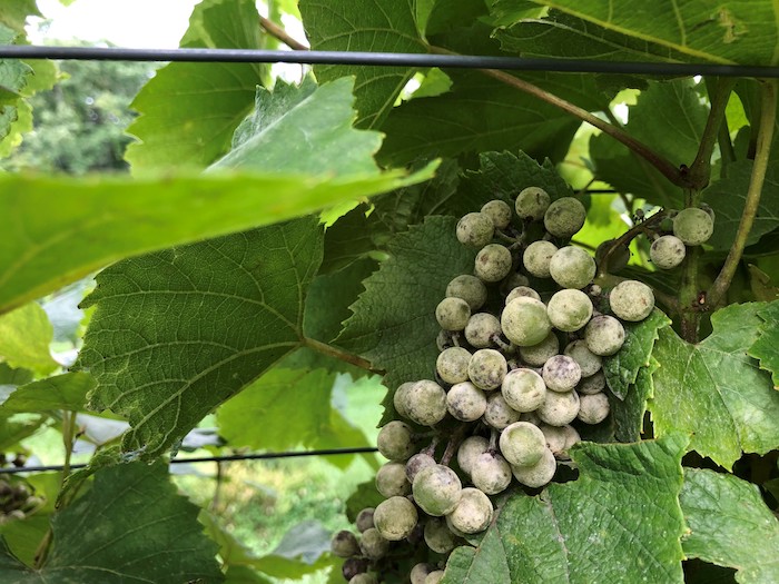 Powdery mildew on grapes