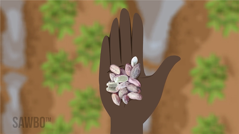 The Feed the Future Innovation Lab for Peanut, working with Scientific Animations Without Borders, recently released a new animation reviewing the best techniques to minimize aflatoxin contamination in peanut.