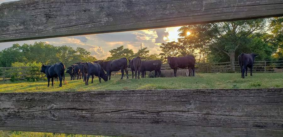 Several black cattle are seen standing in a green field at sunset. View is through two horizontal fence slats.