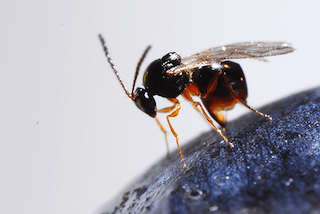 SWD Biocontrol