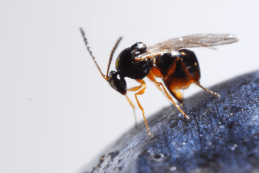 Macro shot of the Ganaspis brasiliensis wasp on a blueberry