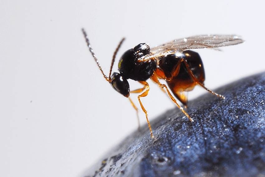 Preference for oranges protects fruit flies from parasites