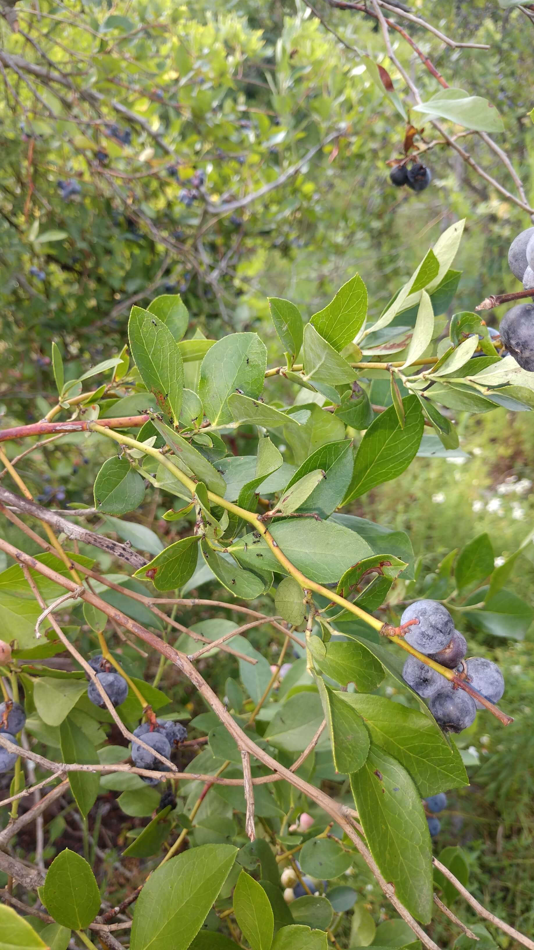 Tiny Ganaspis brasiliensis wasps are visible on blueberry plants