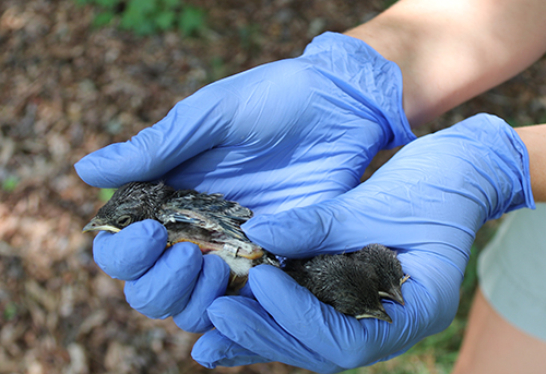 Ten-day-old baby bluebirds are tagged for identification purposes after researchers take a blood sample.