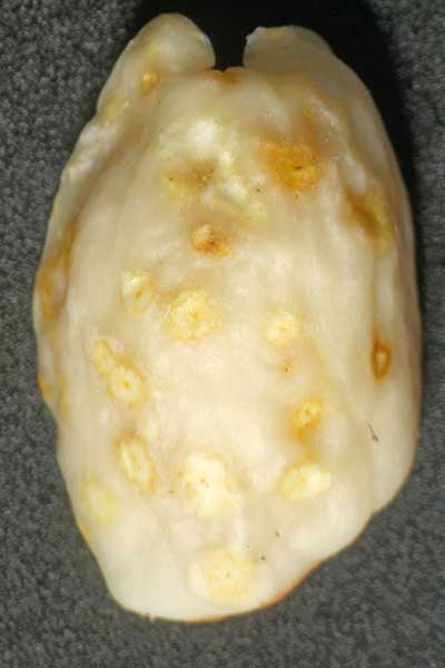 This close up photo shows discolored, sunken lesions caused by burrower bugs on a peanut seed. 