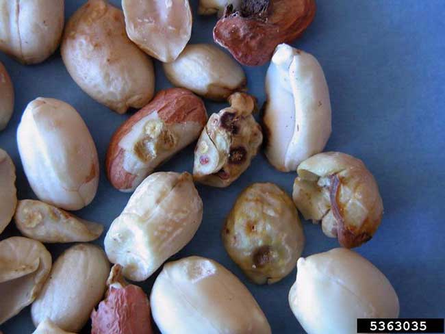Peanut burrower bugs can cause a wide range of damage, which is not visible until after the peanuts are harvested and shelled.