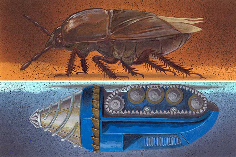 This stylized representation compares a realistic drawing of a burrower bug to a Jules Verne-style drilling machine. Illustration by Jay B. Bauer.