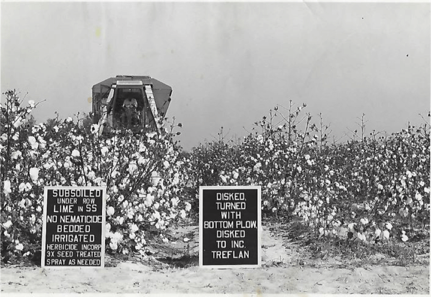 A historical photo of cotton trials at a Midville field day event in the 1970s