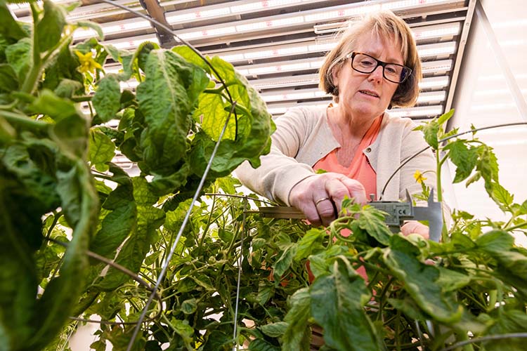 Robin Buell, GRA Eminent Scholar Chair in Crop Genomics, works in a plant growth chamber. Buell received nearly $800,000 in funding to study the genome of tepary bean in an effort to address climate-related difficulties faces in production of common bean.