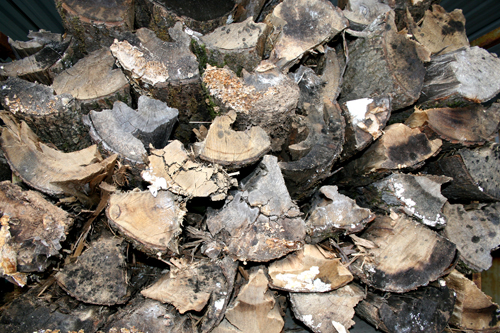 Stack of seasoned firewood
