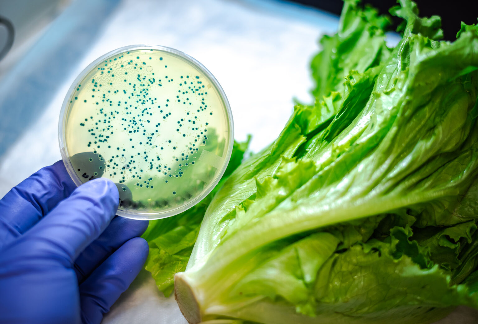 Researchers in the University of Georgia College of Engineering are developing a new way to detect potentially deadly Listeria contamination in food.