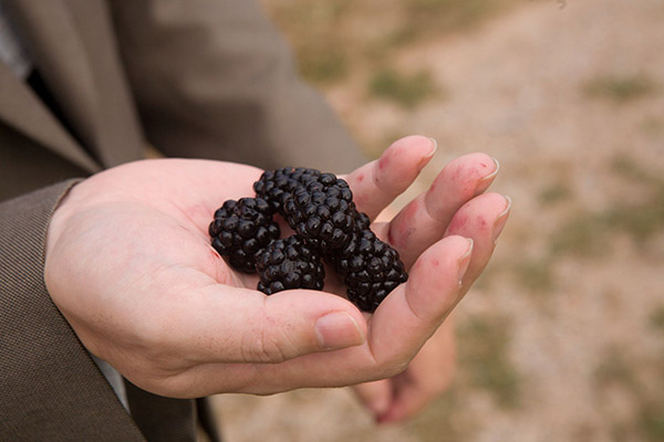 A close-up of a hand holding blackberries outdoors