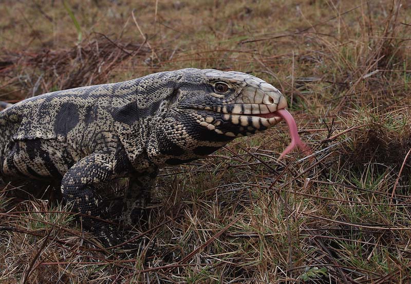 Georgia First Detectors training will highlight important species of concern in Georgia and those that have been found in surrounding states, including the Argentine black and white tegu.