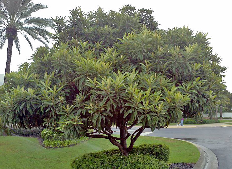 A green tree with elongated, green leaves is surrounded by lush green landscaping 