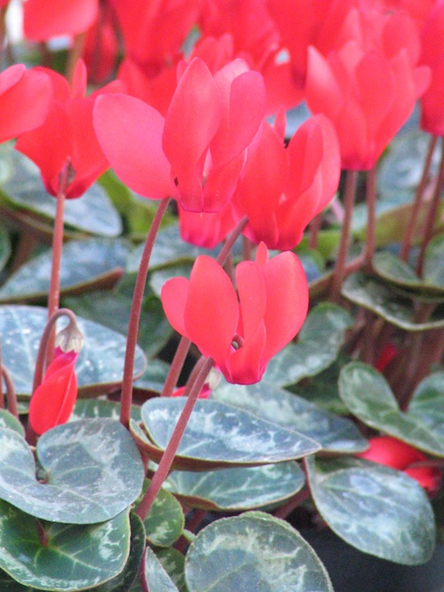 With heart-shaped leaves, cyclamen produce winged flowers atop long stems