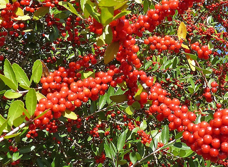 detail shot of small, round, red berries amongst green leaves