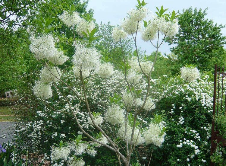 detail shot of thin tree branches with white, pom-pom-like flowers