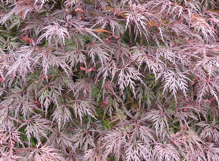 detail image featuring dozens of delicate, lace-like red leaves