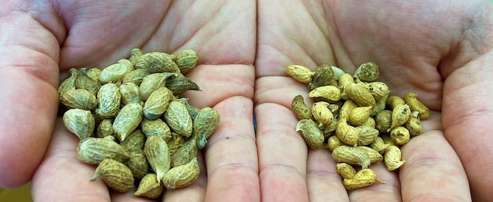 Two hands hold palms of peanuts still in their shell.