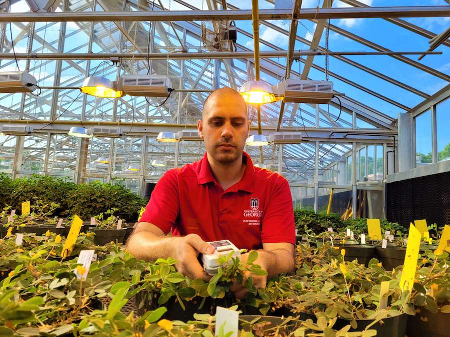 Samuele Lamon runs a test on a plant in a greenhouse for his research.