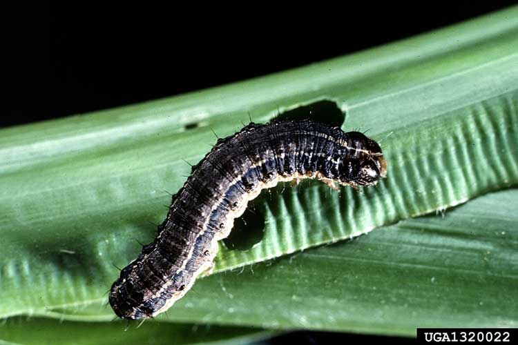 Fall armyworm larvae have a white inverted Y-shaped mark on the front of their dark head. They are smooth skinned and vary in color from light tan or green to nearly black, with three yellowish-white hairlines down the back. The larval stage lasts from three to four weeks and can be damaging to turfgrass and crops. (Photo by USDA Agricultural Research Service Photo Unit, Bugwood.org)