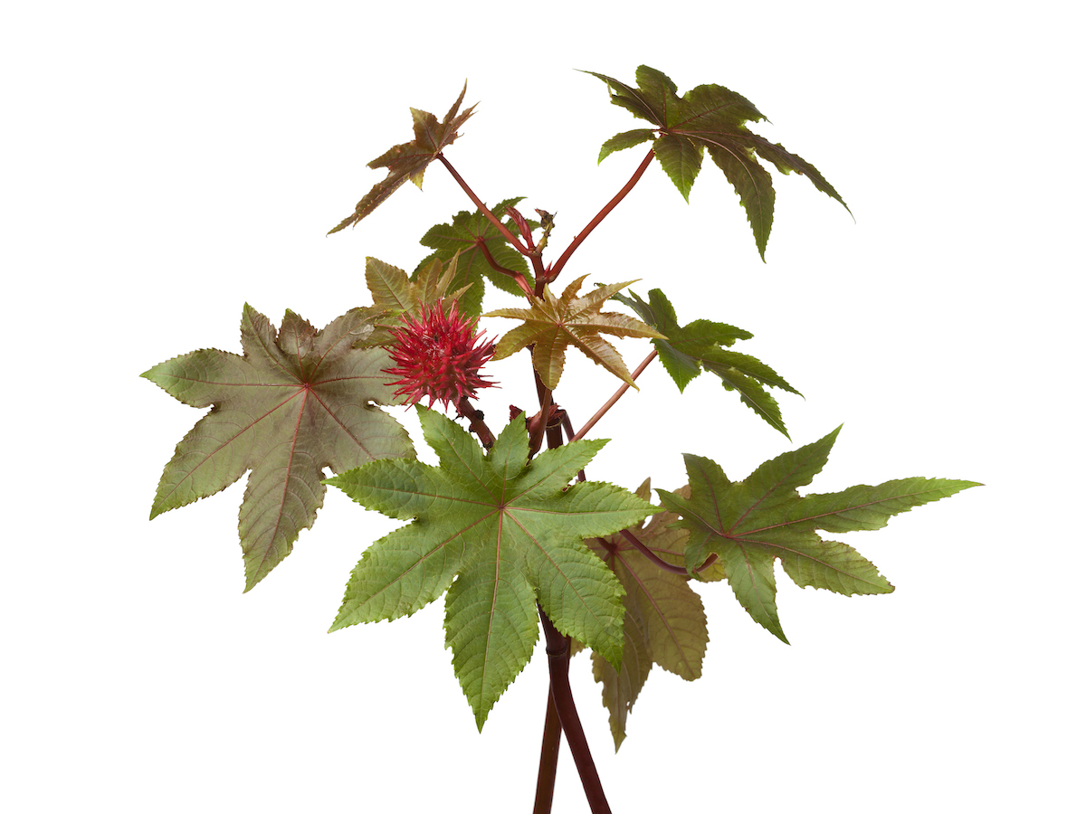 A castor bean plant. Leaves from this plant typically have eight points or lobes. The spiky red or pink seedpods gradually dry out until they break open and reveal toxic seeds.