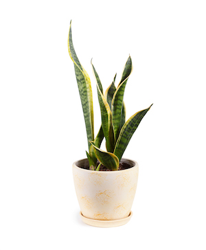 A snake plant has stiff leaves that emerge vertically from the pot. These waxy green leaves also often have yellow and darker green markings on them.