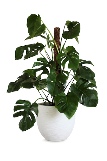 A philodendron plant. Philodendron leaves are large, waxy, and have multiple lobes that make the leaves seem like they have deep cuts in them.