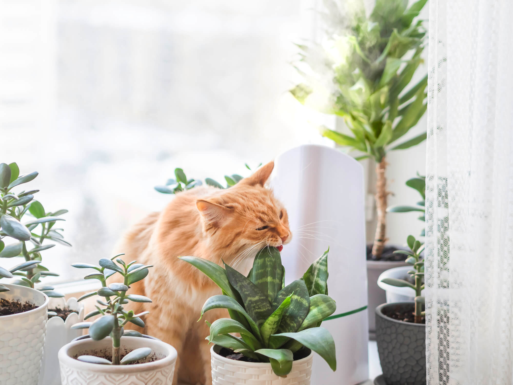An orange cat bites a succulent plant leaf on a windowsill. A humidifier is visible in the background to put more moisture in the air.