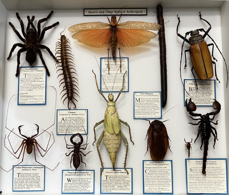 A display box featuring 11 large, pinned insects and arthropods