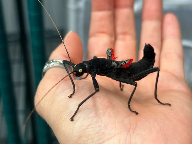 A large, black insect with small red wings, long antennae and large yellow eyes stands on the palm of a woman's hand
