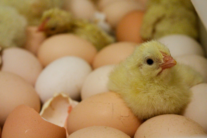 A freshly hatched baby chicken sitting on eggs