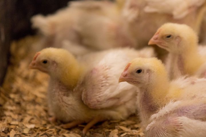 Juvenile chickens resting on litter (wood chips)