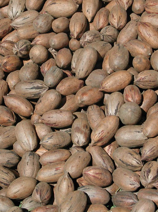 Pecans are known to be the healthiest of all tree nuts, packing more antioxidants than any other. What isn't so certain is how the heck do you correctly pronounce it? Is it "pee-can" or "pe-cahn"?