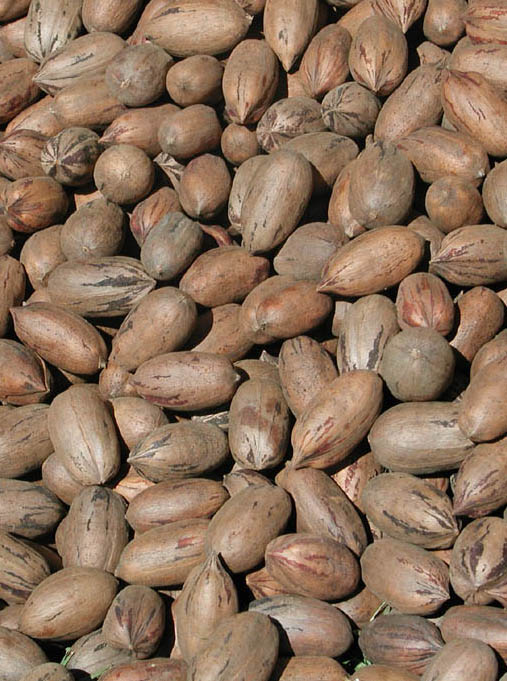 Pecan vs. pecan: The divide over how to say the word can drive you