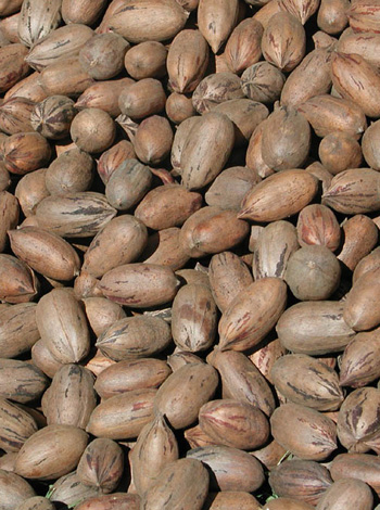 Pecans are known to be the healthiest of all tree nuts, packing more antioxidants than any other. What isn't so certain is how the heck do you correctly pronounce it? Is it "pee-can" or "pe-cahn"?