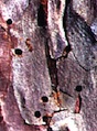 Stressed pine trees are often attacked by pine bark beetles. One species, the engraver beetle, leaves pin-sized holes in the bark when it exits the tree.